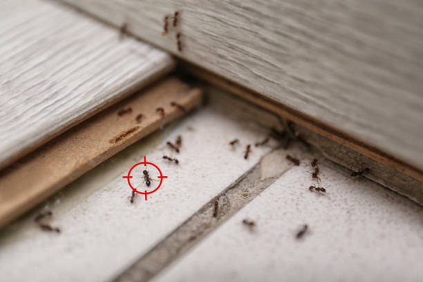 Best Pest Inspection Near Me  in Callaway, MD