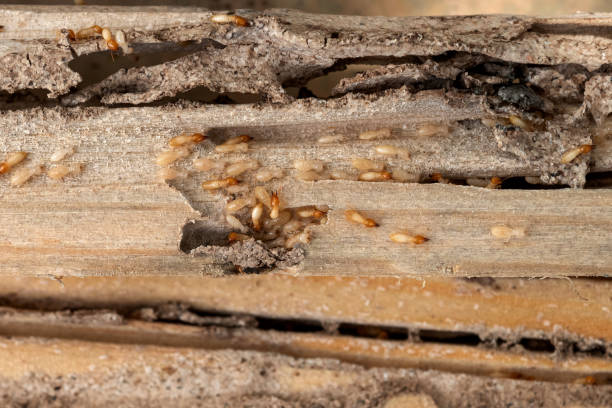 Best Affordable Pest Control Services  in Callaway, MD