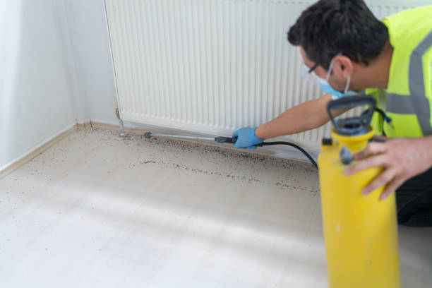 Wasp Removal Services in Callaway, MD