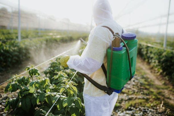 Best Mosquito Control Services  in Callaway, MD